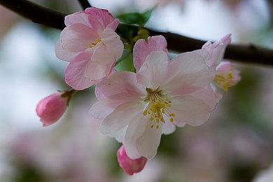 《NBA 2K25》现已开启预购 国区售价298元